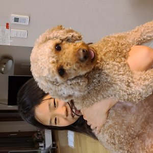 강아지 실종 푸들 인천광역시 중구