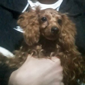 강아지 목격 푸들 광주광역시 남구