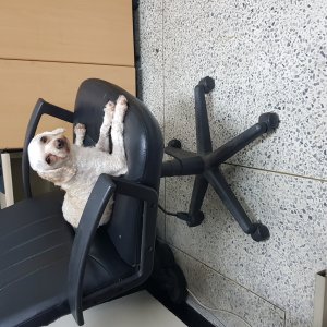 강아지 실종 푸들 대전광역시 유성구