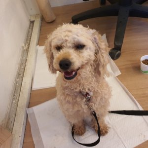 강아지 구조 푸들 충청남도 태안군