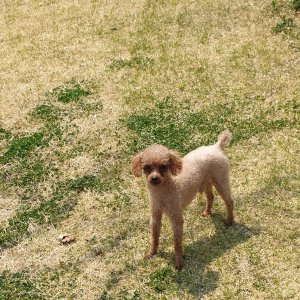 강아지 실종 푸들 인천광역시 계양구
