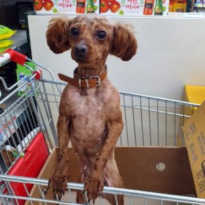 강아지 목격 푸들 충청남도 천안시 서북구