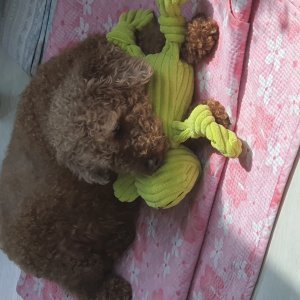 강아지 실종 푸들 전라남도 여수시