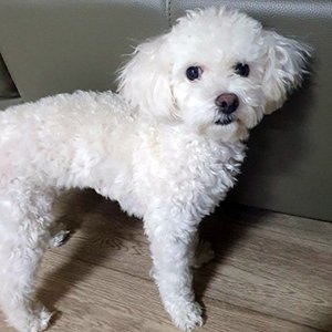 강아지 실종 푸들 경상남도 거제시