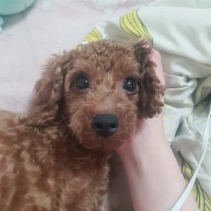 강아지 실종 푸들 경기도 부천시 소사구