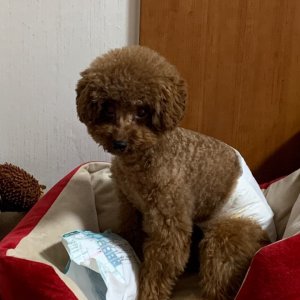 강아지를 찾습니다 강아지 전단지