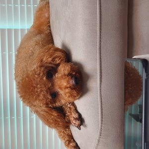 강아지 실종 푸들 경기도 양주시