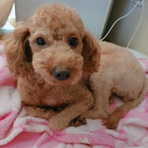 강아지를 찾습니다 강아지 전단지
