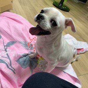 강아지 주인을 찾습니다 강아지 전단지