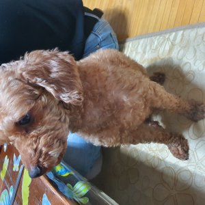 강아지를 찾습니다 강아지 전단지