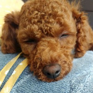 강아지 구조 푸들 경기도 부천시 소사구