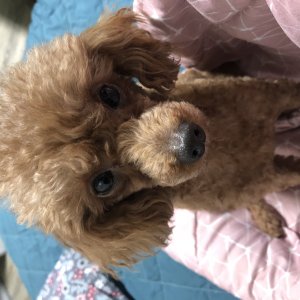 강아지 실종 푸들 경상북도 포항시 북구