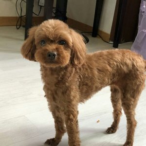 강아지 실종 푸들 경기도 이천시