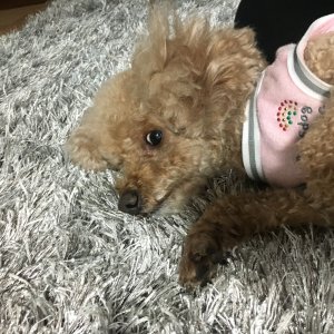 강아지 실종 푸들 충청북도 제천시