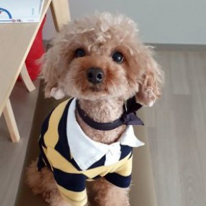 강아지 실종 푸들 충청남도 서산시
