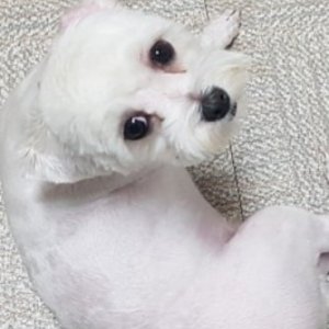 강아지 실종 말티즈 광주광역시 서구