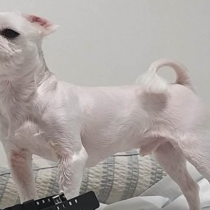 강아지 실종 말티즈 강원도 춘천시