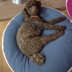 강아지 실종 푸들 대전광역시 서구