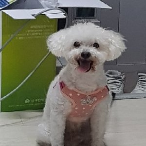 강아지 실종 푸들 부산광역시 사하구