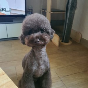 강아지 실종 푸들 충청남도 예산군