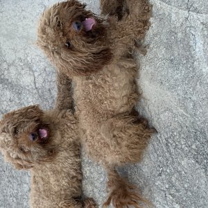 강아지 실종 푸들 충청남도 천안시 서북구