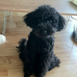 강아지 실종 푸들 대전광역시 서구