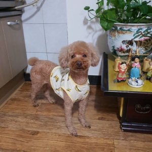 강아지 실종 푸들 경기도 수원시 권선구