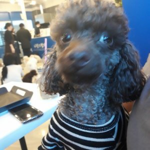 강아지 실종 푸들 경기도 시흥시