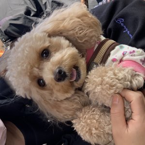 강아지 실종 푸들 경기도 이천시