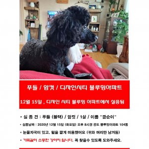 강아지 실종 푸들 경기도 안성시