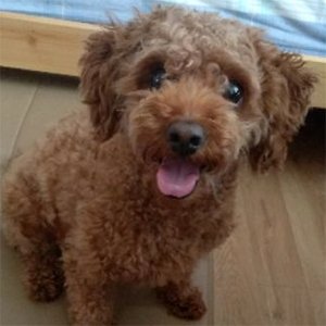 강아지 실종 푸들 제주특별자치도 제주시
