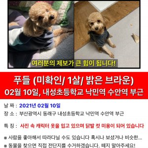 강아지 실종 푸들 부산광역시 동래구