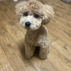 강아지 실종 푸들 울산광역시 북구