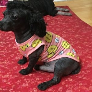 강아지 실종 푸들 전라남도 영광군