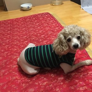 강아지 실종 푸들 전라남도 영광군