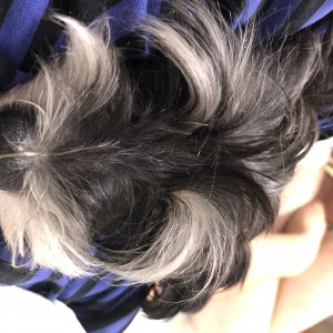 강아지 실종 슈나우저 경기도 광주시