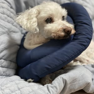 강아지 실종 푸들 경기도 광주시