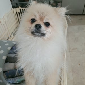 강아지 실종 포메라니언 서울특별시 강남구