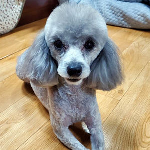 강아지 실종 푸들 경기도 광명시