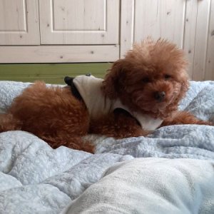 강아지 실종 푸들 경상남도 진주시