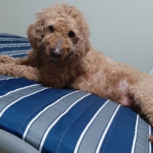 강아지 실종 푸들 경상남도 밀양시