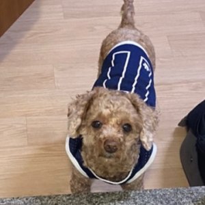 강아지 실종 푸들 경기도 고양시 덕양구