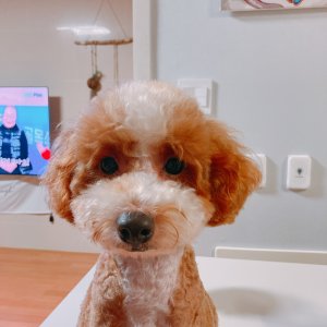 강아지 실종 푸들 전라남도 목포시
