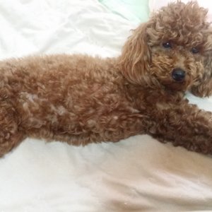 강아지 실종 푸들 경기도 의정부시