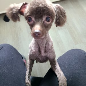 강아지 실종 푸들 인천광역시 남동구