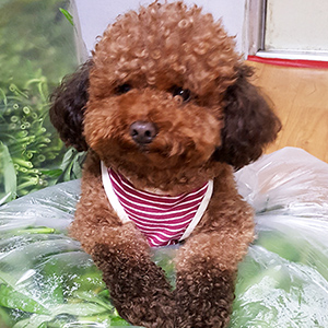 강아지 실종 푸들 충청남도 논산시