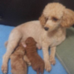 강아지 실종 푸들 부산광역시 연제구