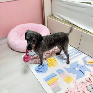 강아지 실종 푸들 경기도 성남시 분당구