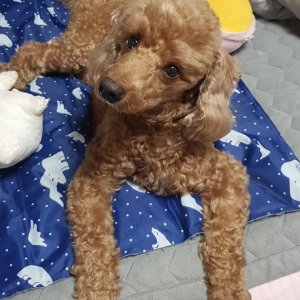 강아지 실종 푸들 충청북도 청주시 청원구