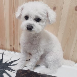 강아지 실종 푸들 대전광역시 동구